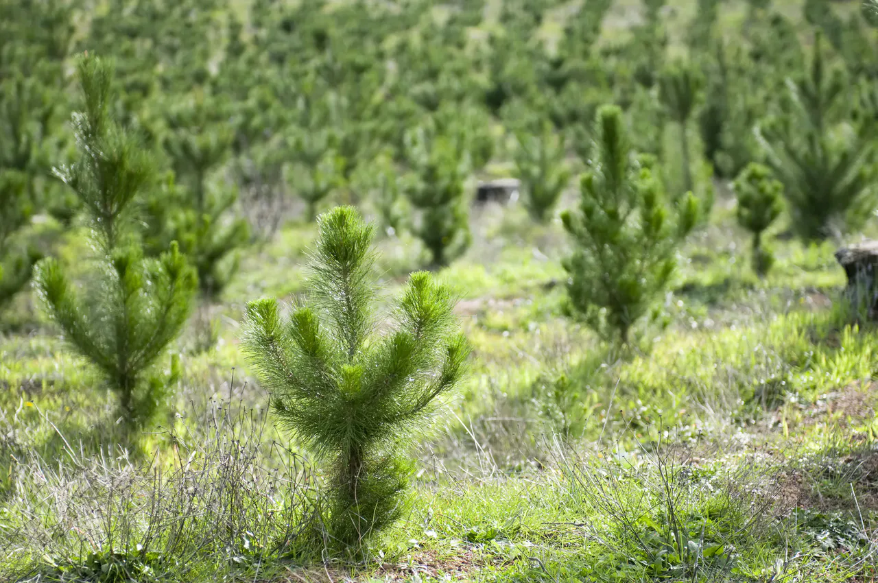 Source illustration accompanying Mastercard links loyalty rewards to forest-restoration initiative